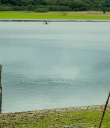 MRN revela jornada de restauração ecológica do Lago Batata