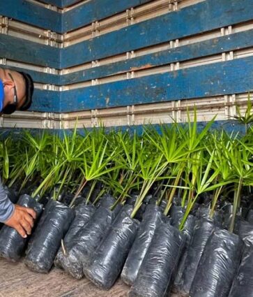Potássio do Brasil doa dez mil mudas para projeto da Prefeitura de Autazes